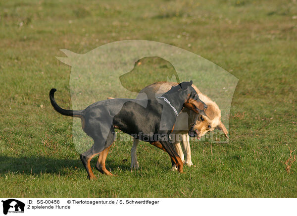 2 spielende Hunde / 2 playing dogs / SS-00458
