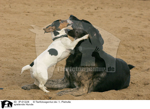 spielende Hunde / playing dogs / IP-01228