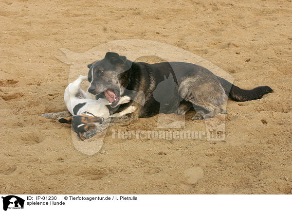 spielende Hunde / playing dogs / IP-01230