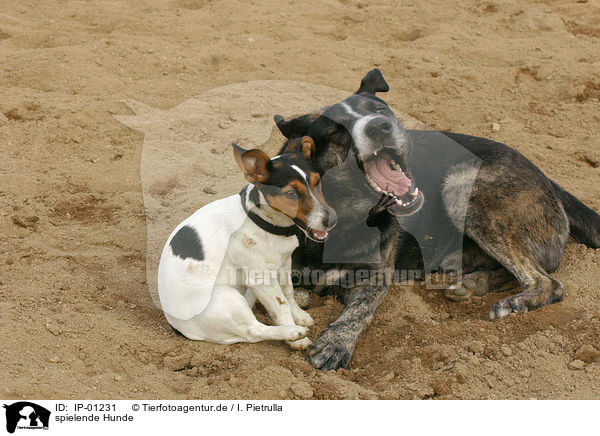 spielende Hunde / playing dogs / IP-01231