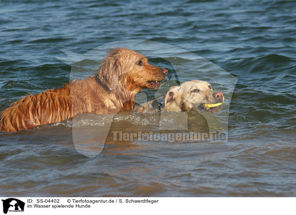 im Wasser spielende Hunde / dogs playing in water / SS-04402