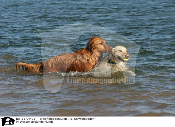 im Wasser spielende Hunde / dogs playing in water / SS-04403