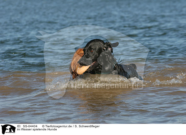 im Wasser spielende Hunde / dogs playing in water / SS-04404