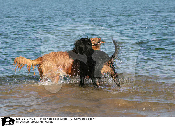 im Wasser spielende Hunde / dogs playing in water / SS-04405