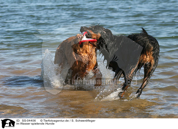 im Wasser spielende Hunde / SS-04406