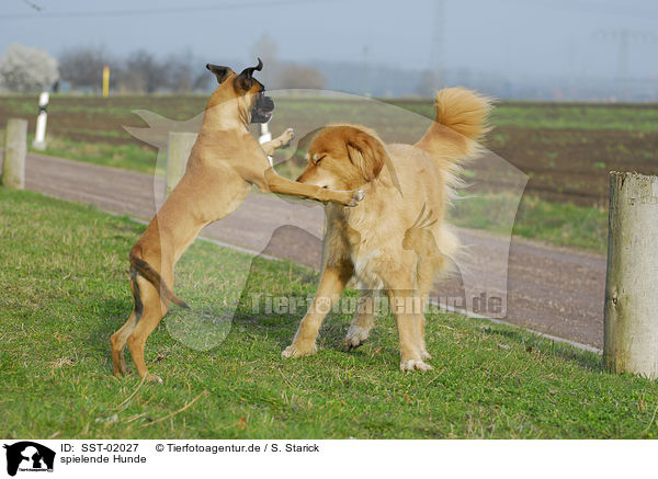 spielende Hunde / playing dogs / SST-02027