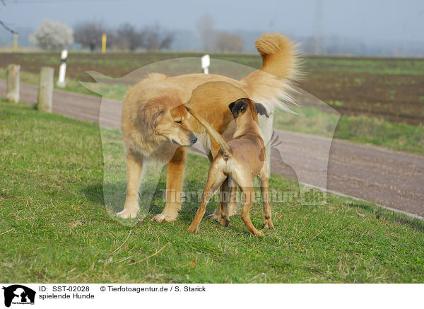 spielende Hunde / playing dogs / SST-02028