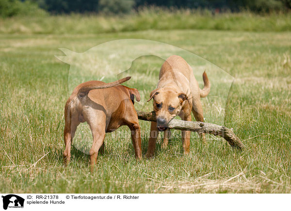 spielende Hunde / playing dogs / RR-21378