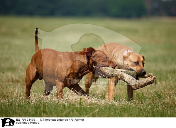 spielende Hunde / playing dogs / RR-21405