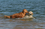 im Wasser spielende Hunde