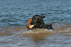 im Wasser spielende Hunde