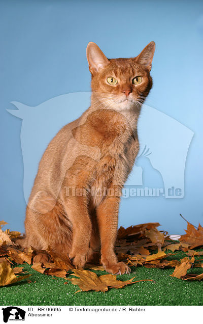 Abessinier / Abyssinian / RR-06695