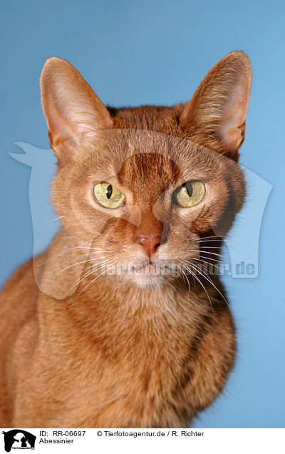 Abessinier / Abyssinian / RR-06697