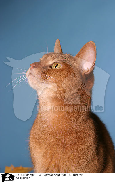 Abessinier / Abyssinian / RR-06699