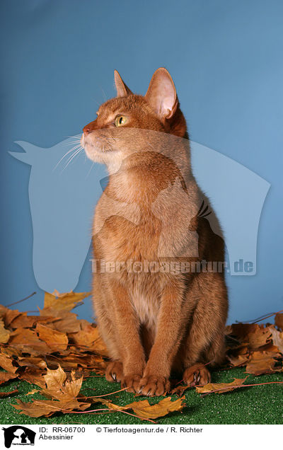 Abessinier / Abyssinian / RR-06700