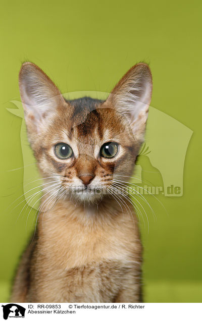 Abessinier Ktzchen / Abessinier Kitten / RR-09853