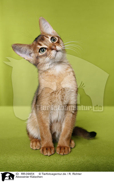 Abessinier Ktzchen / Abessinier Kitten / RR-09854