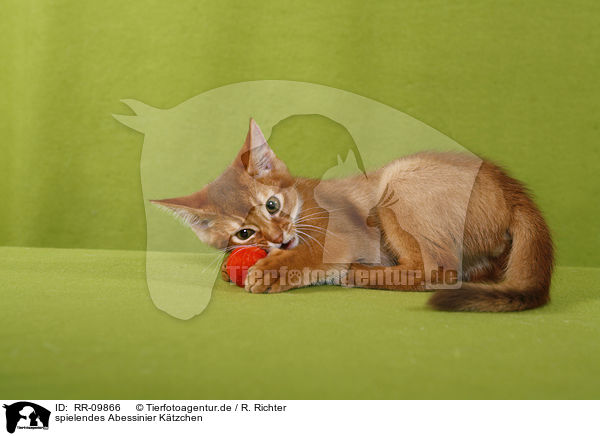 spielendes Abessinier Ktzchen / playing Abessinier Kitten / RR-09866