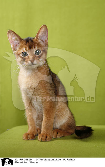 Abessinier Ktzchen / Abessinier Kitten / RR-09869