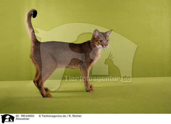 Abessinier / Abyssinian / RR-09893