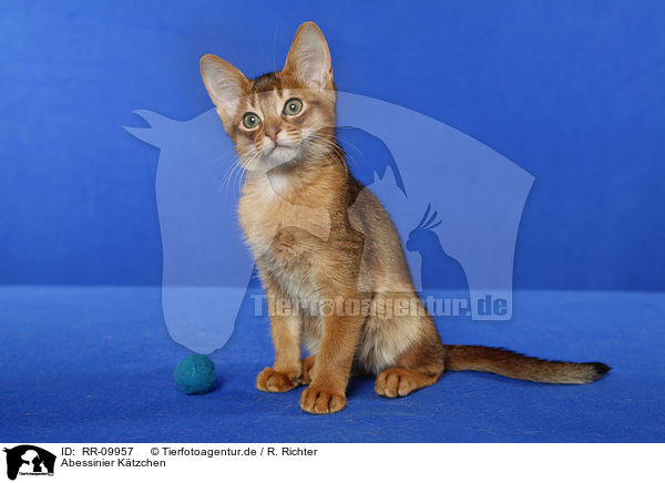 Abessinier Ktzchen / Abessinier Kitten / RR-09957