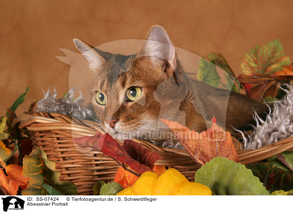 Abessinier Portrait / Abyssinian Portrait / SS-07424