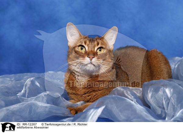 wildfarbene Abessinier / Abyssinian / RR-12267