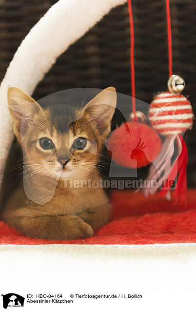 Abessinier Ktzchen / Abyssinian kitten / HBO-04164