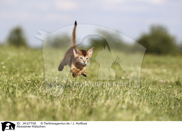 Abessinier Ktzchen / Abyssinian Kitten / JH-27708