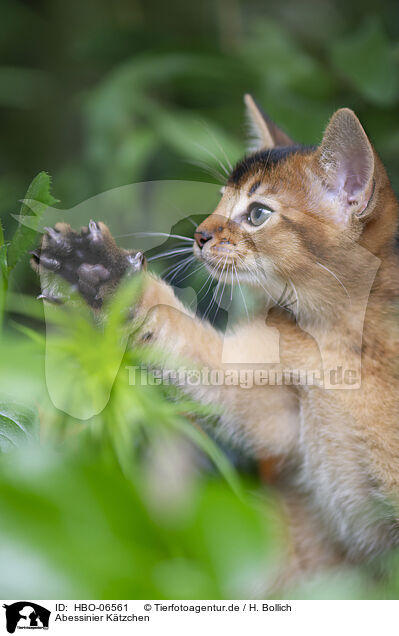 Abessinier Ktzchen / Abyssinian kitten / HBO-06561