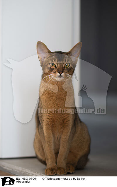 Abessinier / Abyssinian / HBO-07061