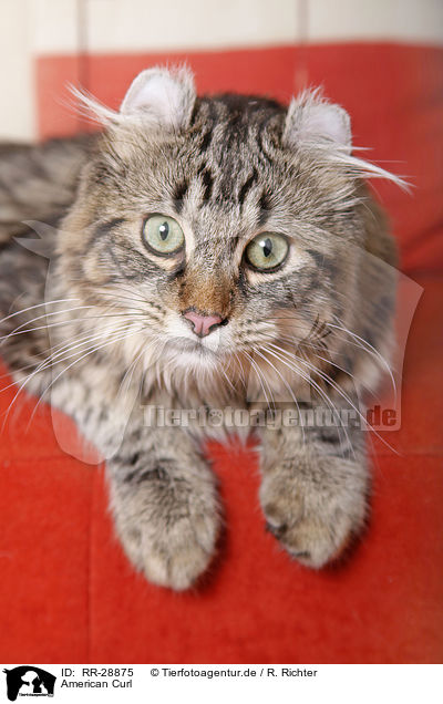 American Curl / American Curl / RR-28875