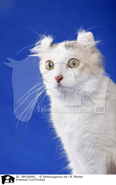 American Curl Portrait / RR-28990