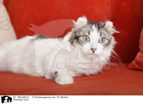 American Curl / RR-29014