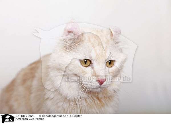 American Curl Portrait / RR-29028