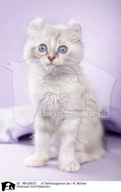 American Curl Ktzchen / American Curl kitten / RR-29037