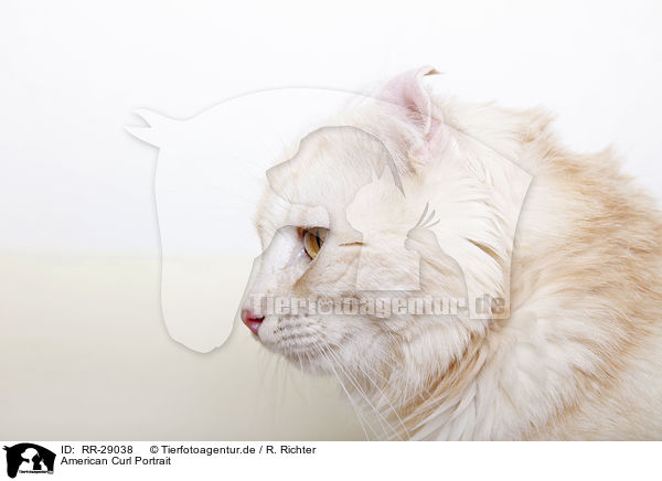 American Curl Portrait / RR-29038