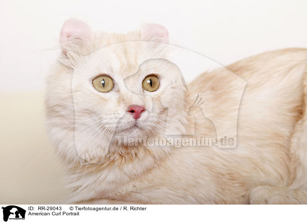 American Curl Portrait / RR-29043