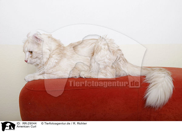 American Curl / RR-29044