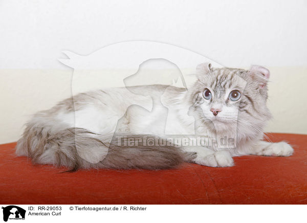 American Curl / American Curl / RR-29053