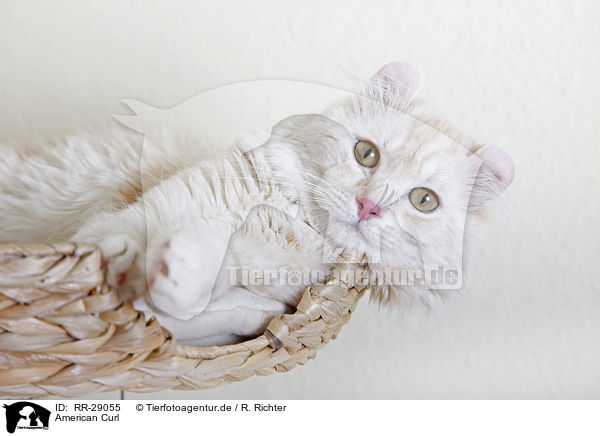 American Curl / RR-29055