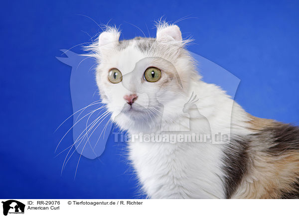 American Curl / RR-29076