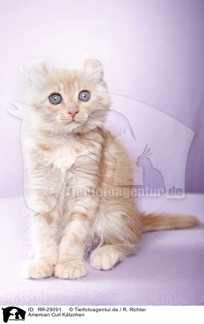 American Curl Ktzchen / American Curl kitten / RR-29091