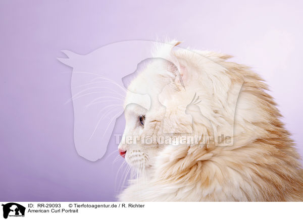 American Curl Portrait / RR-29093