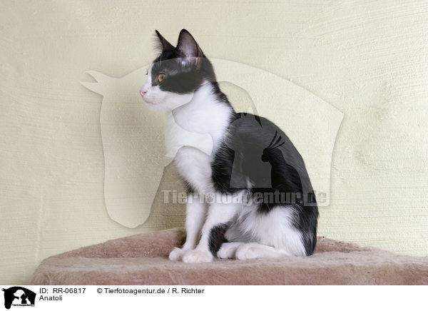 Anatoli / Anatolian - turkish shorthair / RR-06817