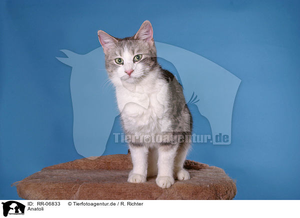 Anatoli / Anatolian - turkish shorthair / RR-06833