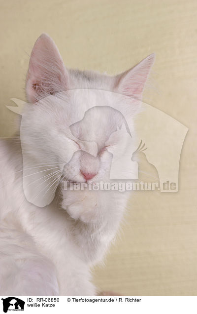 weie Katze / white cat / RR-06850