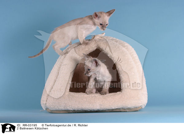 2 Balinesen Ktzchen / 2 kitten / RR-03195