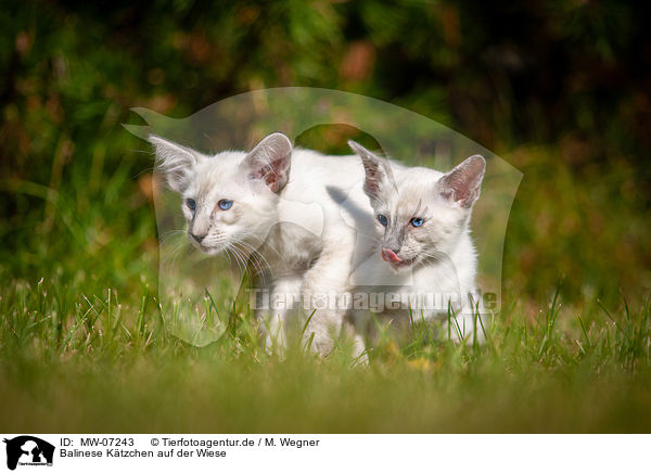 Balinese Ktzchen auf der Wiese / Balinese kitten on the meadow / MW-07243