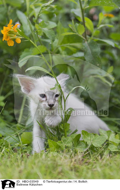 Balinese Ktzchen / Balinese Kitten / HBO-03549